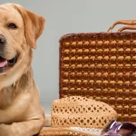 banner artigo: O que fazer com seu pet durante sua viagem?
