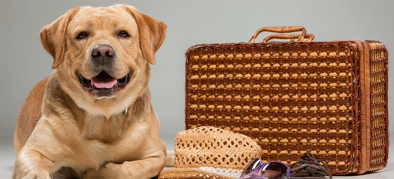 banner artigo: O que fazer com seu pet durante sua viagem?