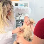 banner artigo: Atendimento veterinário em Betim