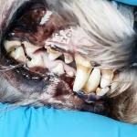 banner artigo: tártaro em pets